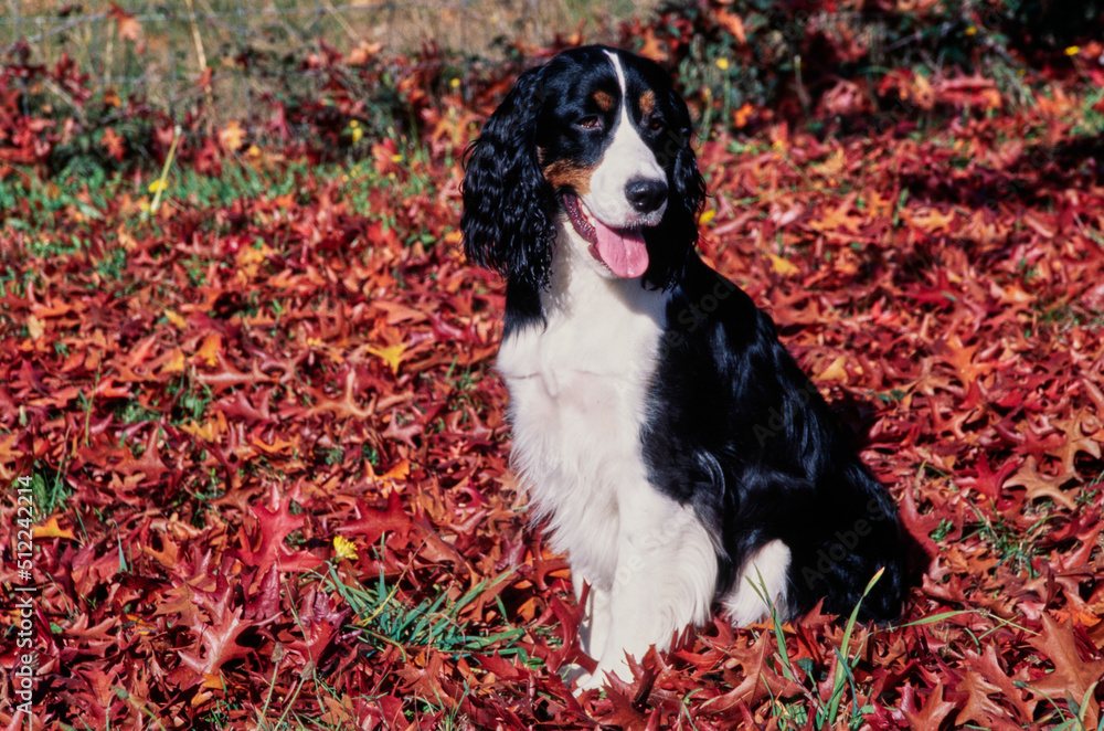 An English springer spaniel sitting in a patch of red and orange leaves