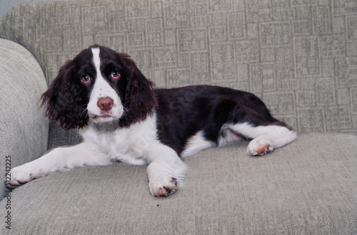 An English springer spaniel laying on a gray sofa © SuperStock