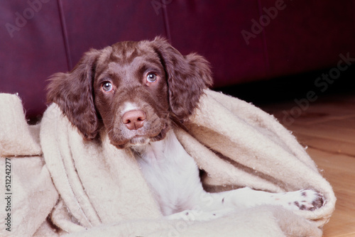 An English springer spaniel wrapped in a blanket on a hardwood floor photo