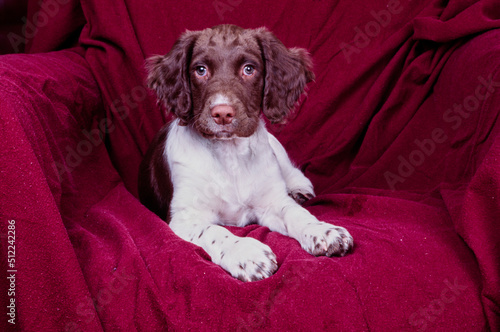 An English springer spaniel laying on a chair draped in a red cloth