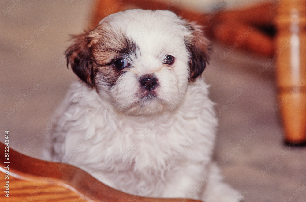 A shih tzu puppy dog looking over the back of a wooden chair A shih tzu puppy dog looking over the back of a wooden chair
