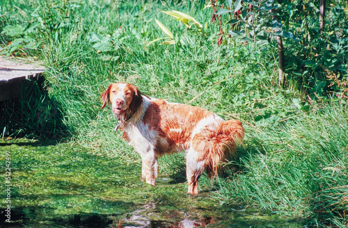 A Brittany dog wading into algae covered water
