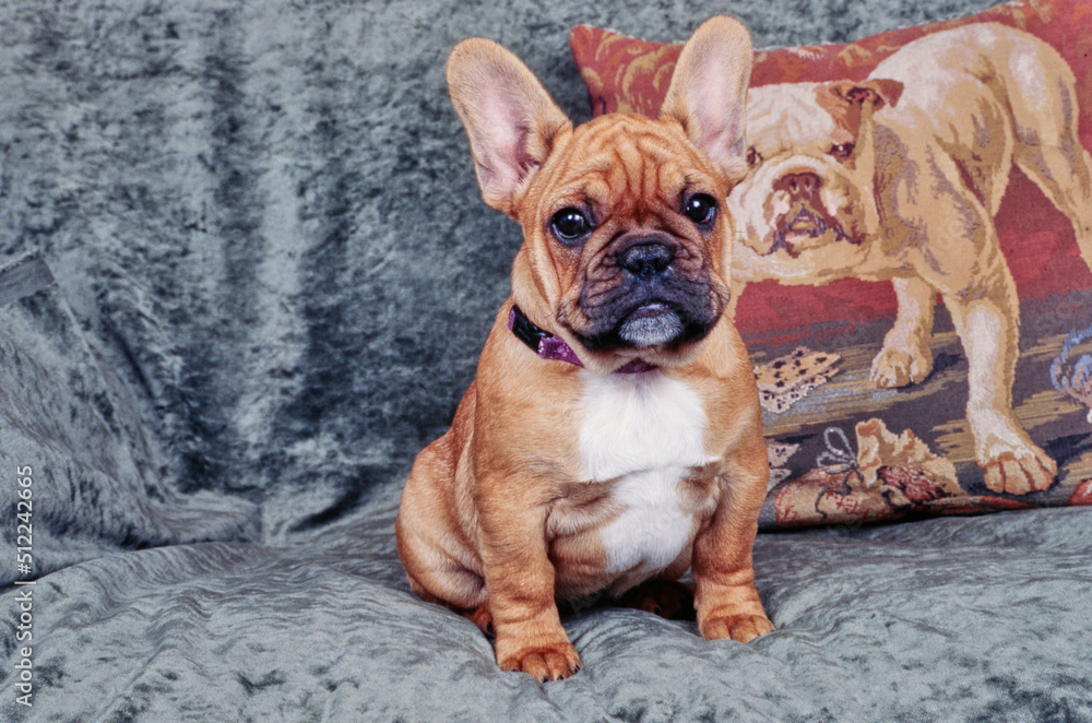 A fawn-colored French bulldog sitting in front of a bulldog print pillow on a gray blanket