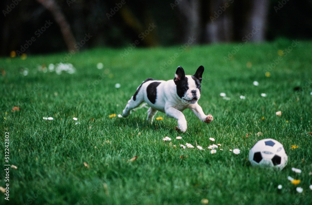 A pied French bulldog chasing a ball through green grass A pied French bulldog chasing a ball through green grass