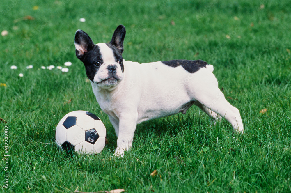 A pied French bulldog standing over a ball in green grass