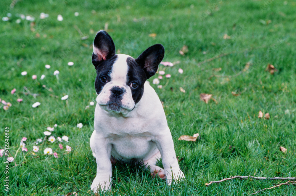 A pied French bulldog sitting in green grass with white wildflowers