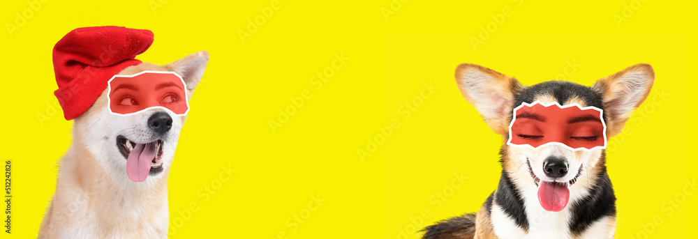 Fototapeta premium Cute Akita Inu dog with human eyes on yellow background