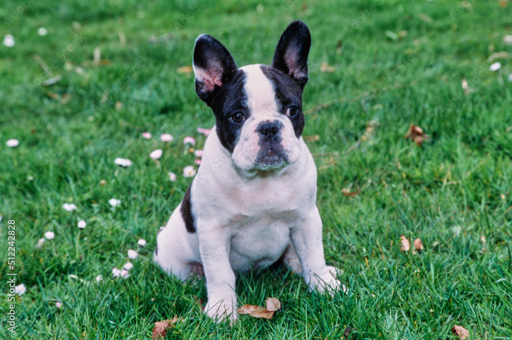 A pied French bulldog sitting in green grass with white wildflowers