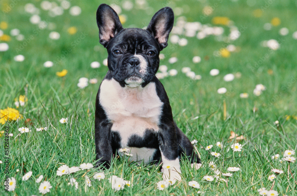 A pied French bulldog sitting in green grass with white wildflowers A pied French bulldog sitting in green grass with white wildflowers