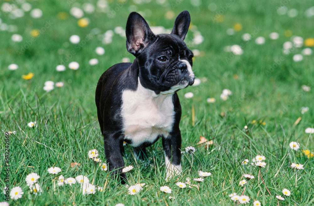 Fototapeta premium A pied French bulldog standing in green grass with white wildflowers