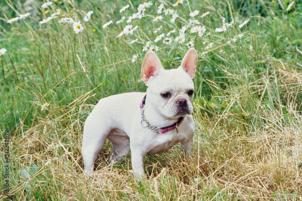 A cream-colored French bulldog standing in dry grass with white wildflowers