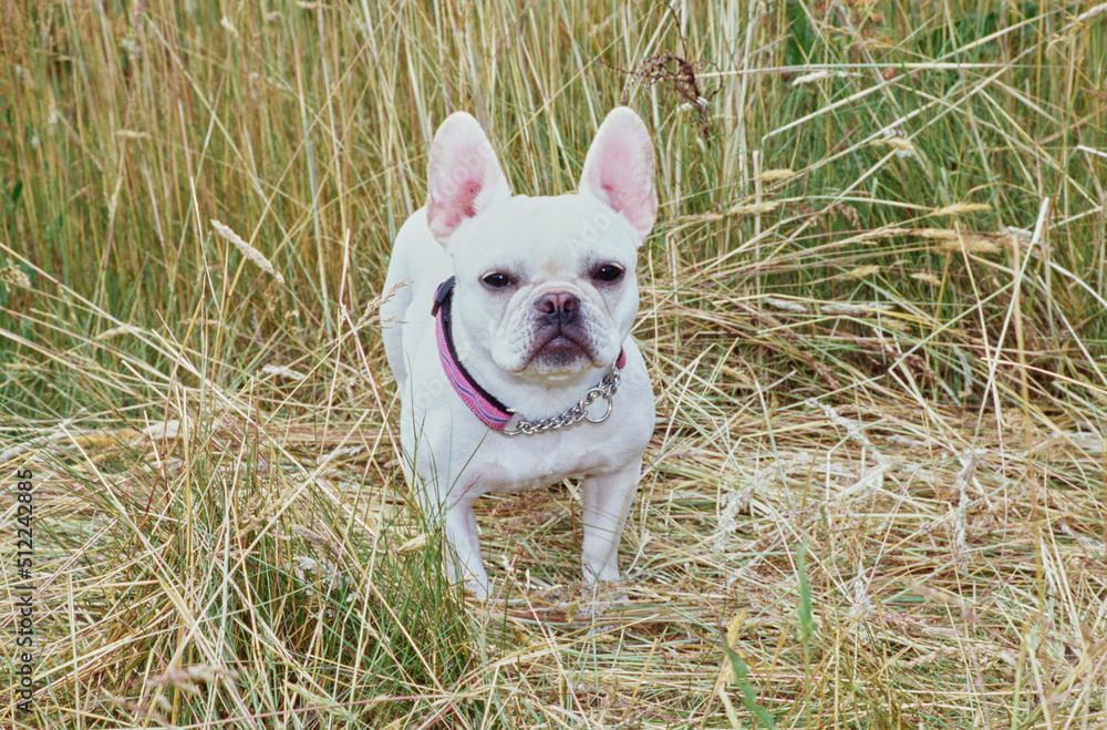A cream-colored French bulldog standing in tall dry grass