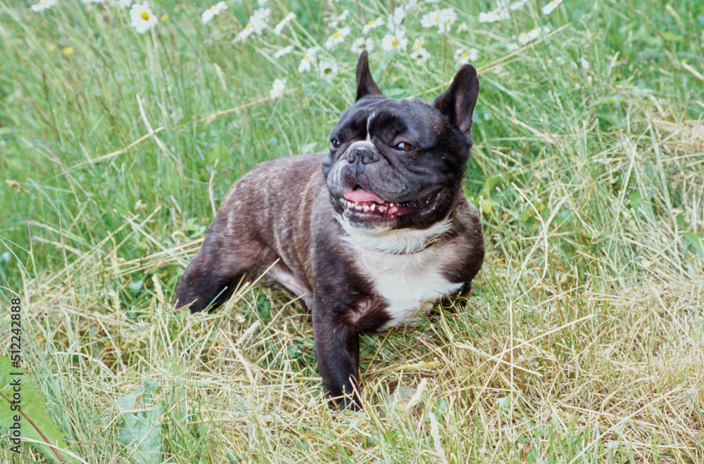 A brindle French bulldog standing in dry grass with white wildflowers A brindle French bulldog standing in dry grass with white wildflowers