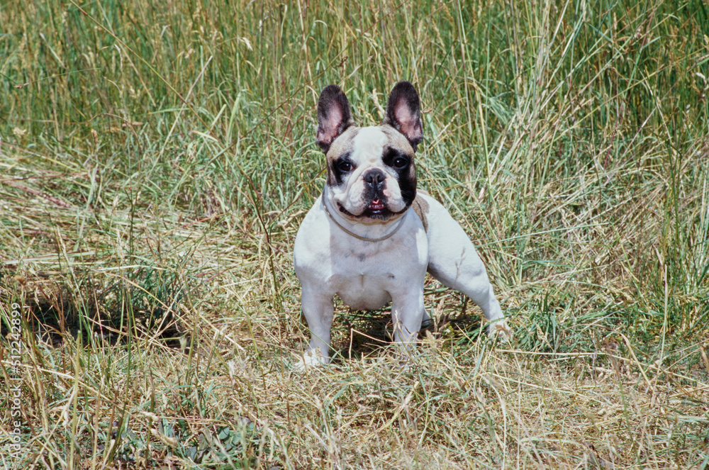 A pied French bulldog standing in tall dry grass