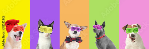 Collage of cute dogs and ca...