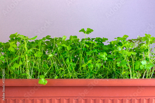 Ripe fresh parsley in a brown box on a gray background