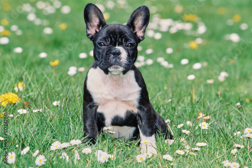 A pied French bulldog sitting in green grass with white wildflowers © SuperStock