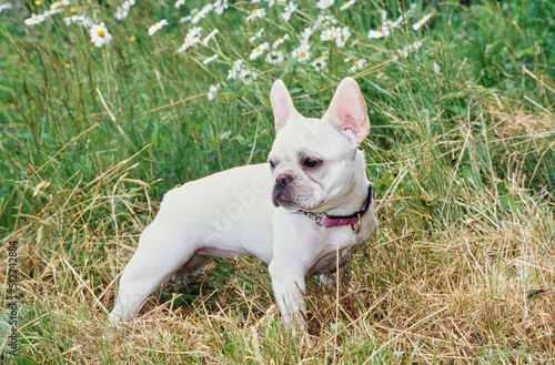 A cream-colored French bulldog standing in dry grass with white wildflowers