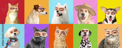 Photography Collage of cute dogs and cats with human eyes on colorful background