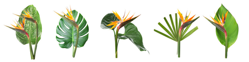 Set of fresh tropical leaves and strelitzia flowers on white background