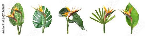 Set of fresh tropical leaves and strelitzia flowers on white background photo