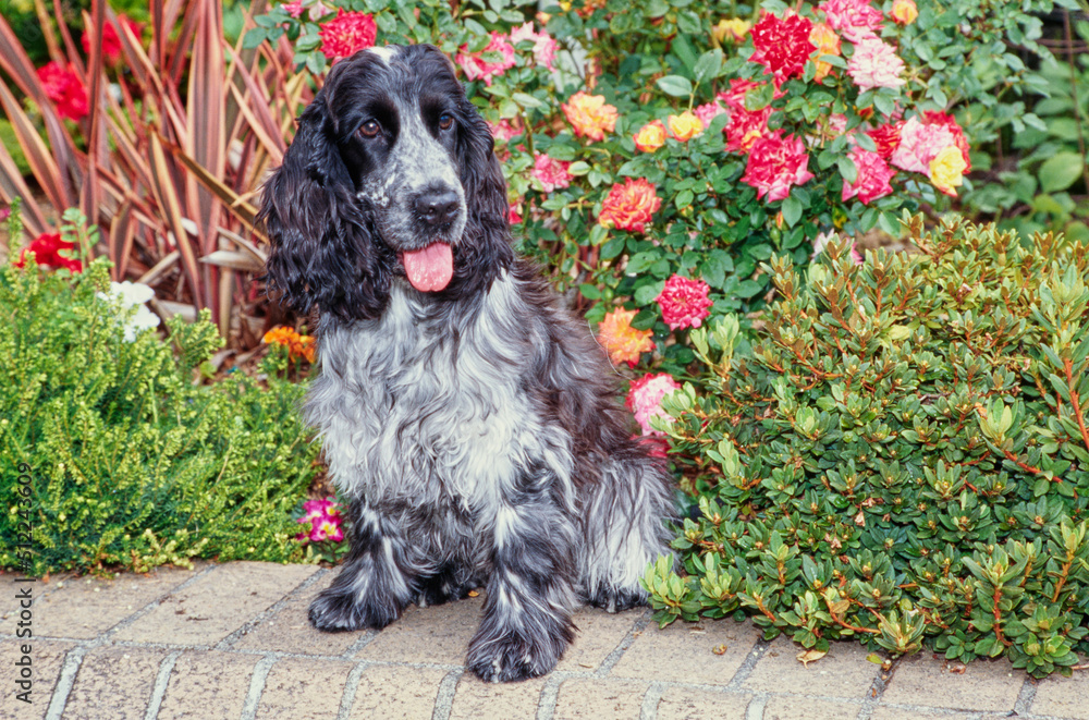 A blue roan English cocker spaniel sitting on a brick planter with red orange and yellow flowers behind