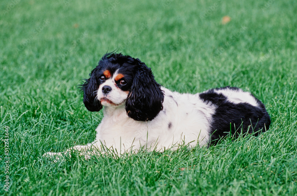 A Cavalier King Charles Spaniel laying in grass