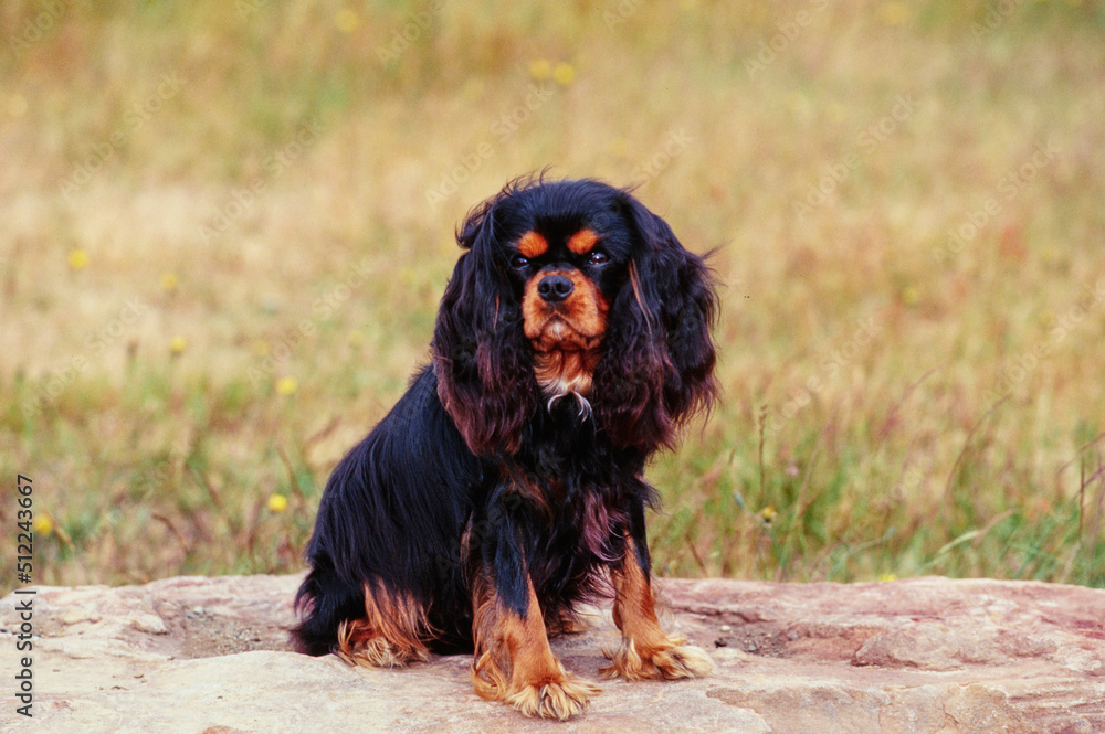 A Cavalier King Charles Spaniel sitting in on a rock with a grassy field in the background A Cavalier King Charles Spaniel sitting in on a rock with a grassy field in the background