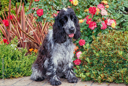 Obraz na plátně A blue roan English cocker spaniel sitting on a brick planter with red orange an