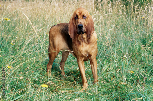 A bloodhound standing in a tall grassy field with yellow wildflowers photo