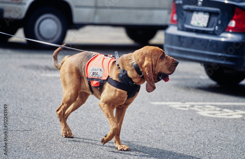 Billede på lærred A bloodhound in a parking lot