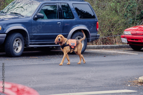 A bloodhound in a parking lot