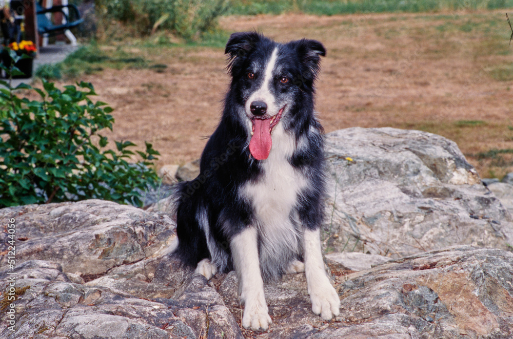 A border collie sitting on a large rock