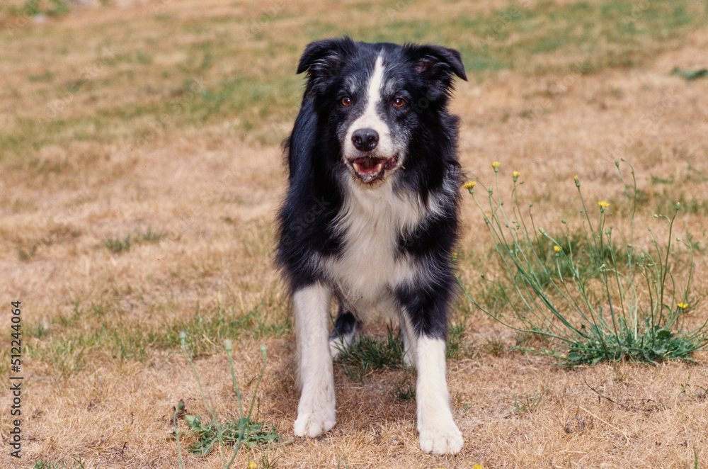 A border collie standing in a dry grassy field
