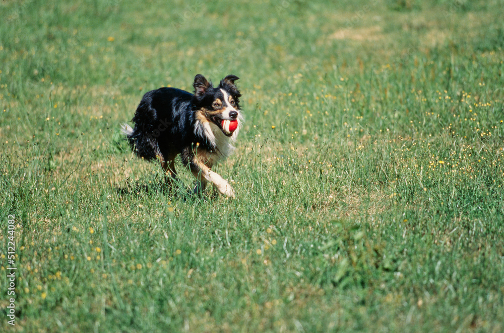 A border collie running through a green grassy field with a red ball in its mouth A border collie running through a green grassy field with a red ball in its mouth