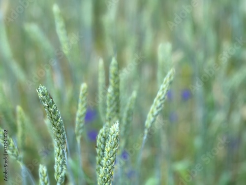 Green wheat field in summer.