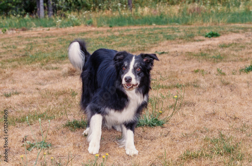 A border collie standing in a dry grassy field