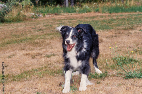 A border collie standing in a dry grassy field