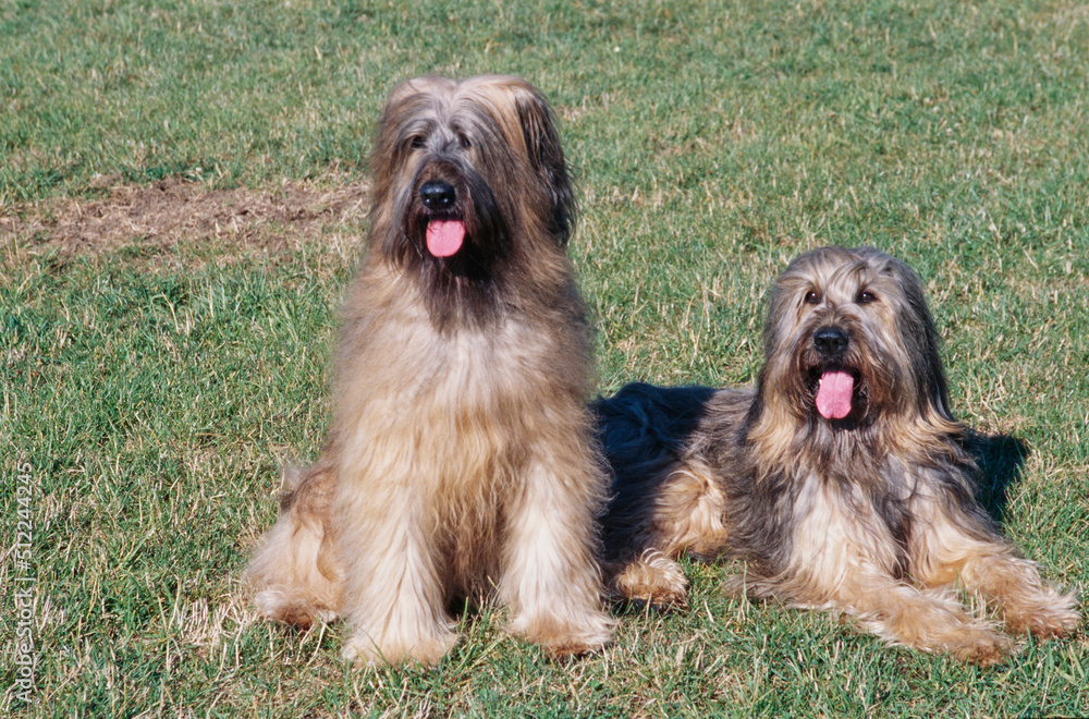 Two Briard dogs sitting in a grassy field