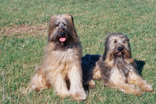 Foto Two Briard dogs sitting in a grassy field