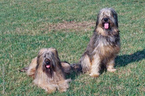 Two Briard dogs sitting in a grassy field © SuperStock