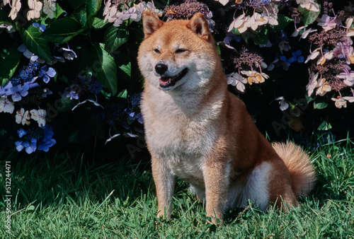 A Shiba Inu sitting in grass in front of flowery foliage