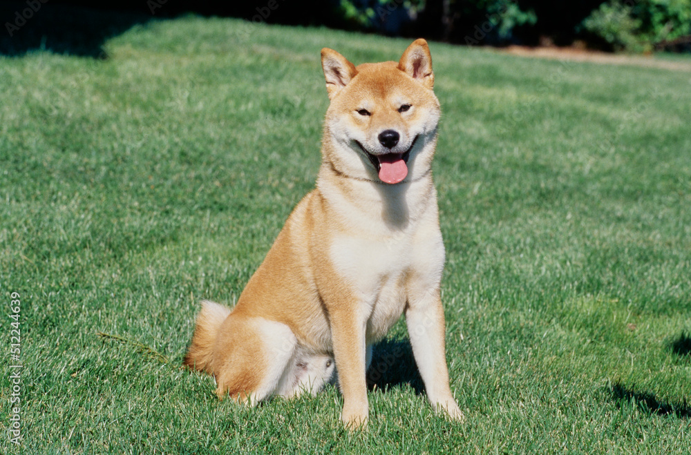 A Shiba Inu sitting in a green lawn