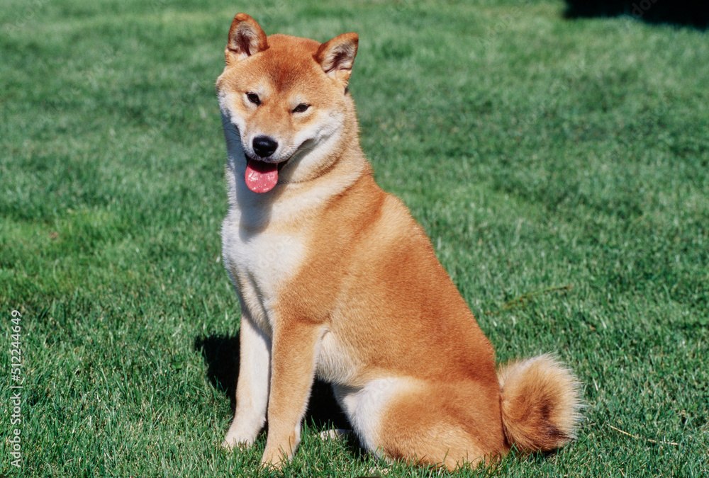 A Shiba Inu sitting in a green lawn A Shiba Inu sitting in a green lawn