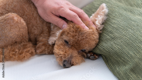頭を撫でられて眠る愛犬（トイプードル）