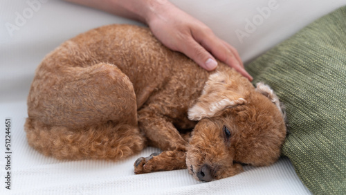 肩を撫でられて眠る愛犬（トイプードル）