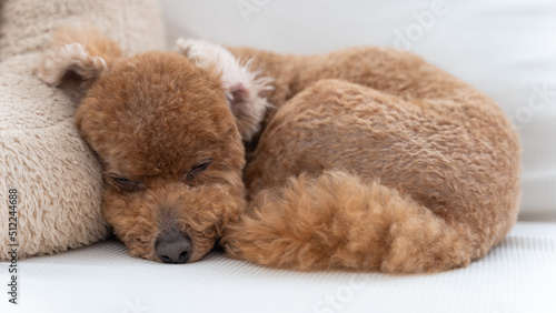犬用ベットにもたれぐっすりと眠るトイプードル（横）