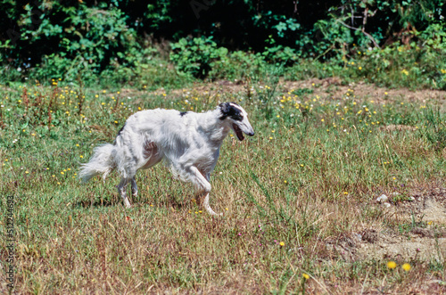 A Borzoi dog walking in a field of grass and yellow wildflowers © SuperStock