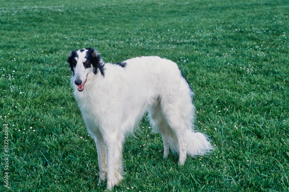 A Borzoi dog walking through a field of green grass with white wildflowers A Borzoi dog walking through a field of green grass with white wildflowers