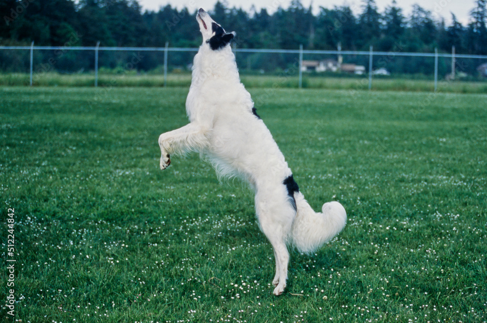 A Borzoi dog jumping to catch a treat A Borzoi dog jumping to catch a treat